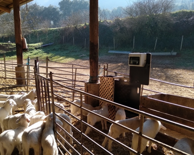 Jornada Formacin: Visita a Explotaciones de ovino con bscula de autopesaje.