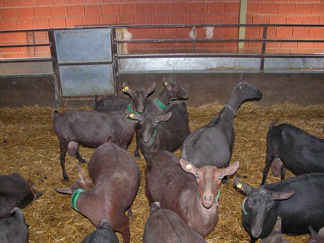 El incremento de cabras en produccin en una granja permite compensar los descensos del precio