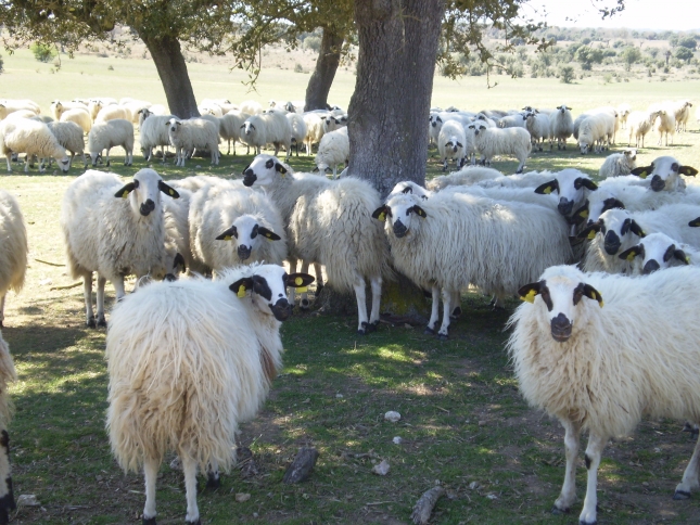 Medidas generales de bioseguridad en las explotaciones de ganado ovino y caprino