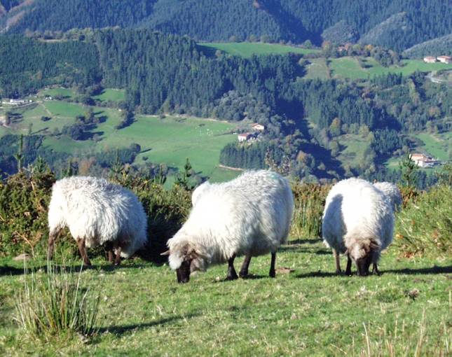Implicacin y patogenia de la estomatitis vesicular en las especies ovina y caprina