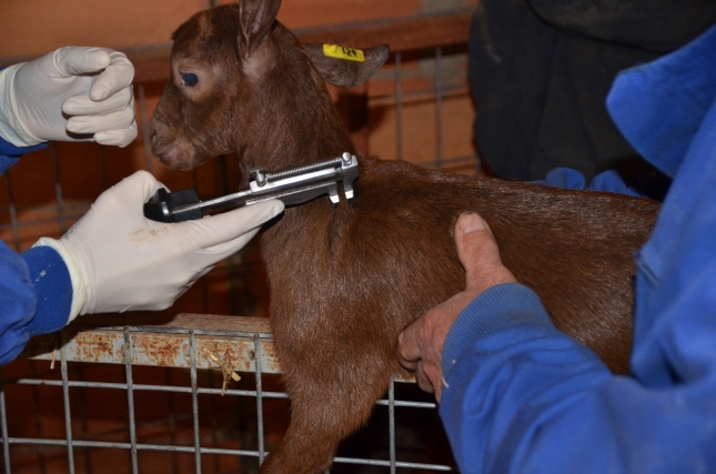 Convocada una nueva edicin del Premio Isabel Mnguez Tudela a la innovacin en sanidad animal