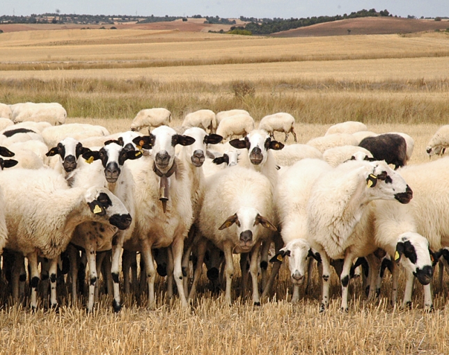 Slo el 2,1% de la leche de oveja producida en Castilla y Len en septiembre se vende fuera