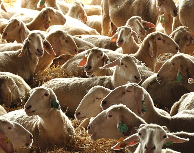 Disminuye en un 15,3% el censo de ovino lechero y en un 30,9% el de caprino en diez aos
