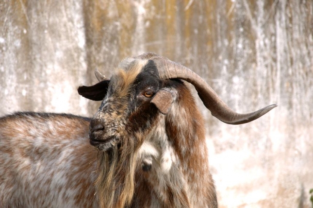 FEAGAS, nuevo miembro de la International Goat Association