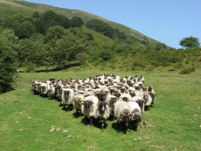 Las granjas de ovino de leche de Navarra doblan en beneficios por oveja a las dos Castillas