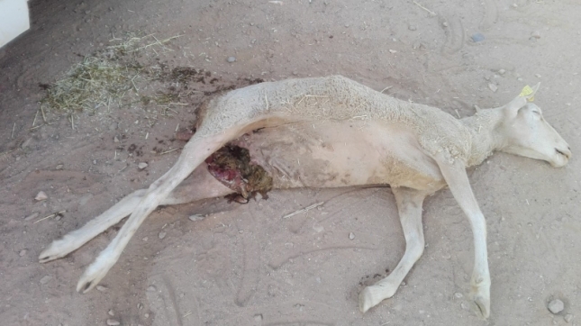 UPA denuncia la muerte de nueve ovejas por ataques de lobos en el municipio salmantino de Lumbrales
