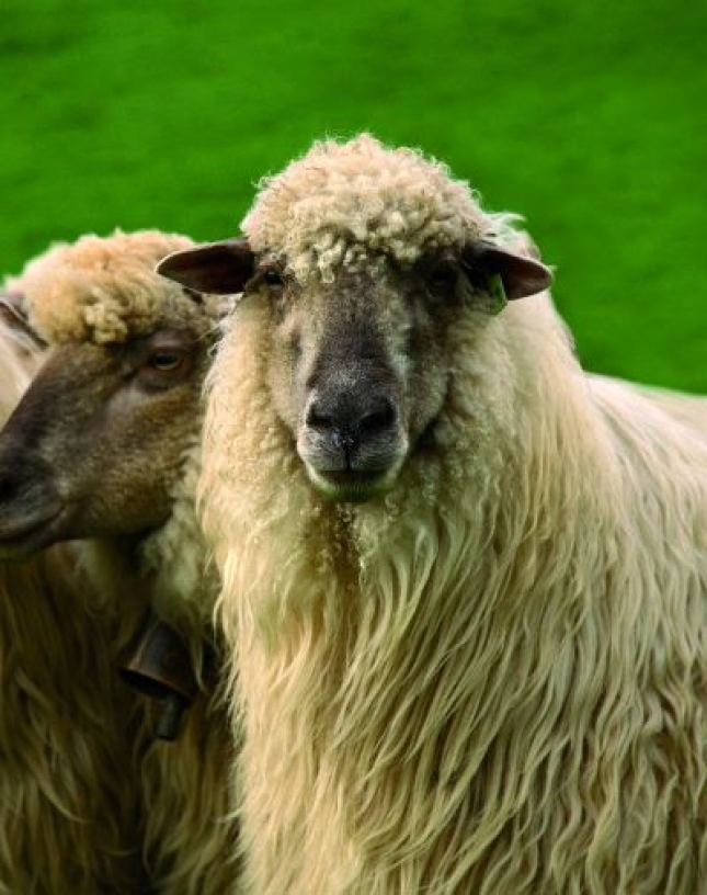 Publicado el convenio de depsito de material gentico para 6 razas puras de ovino y caprino