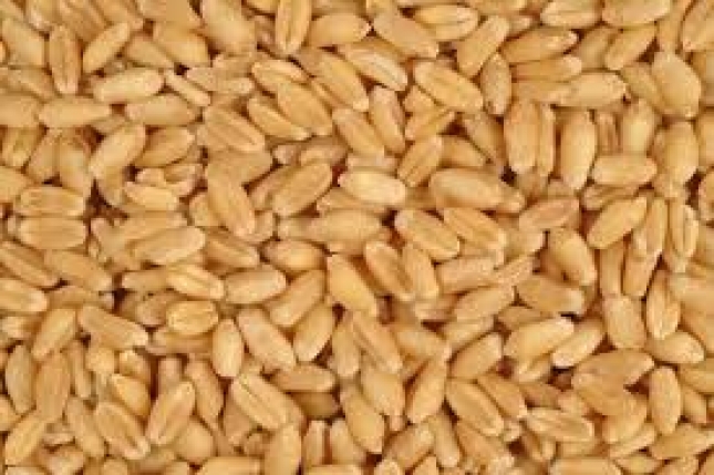 El precio del trigo duro retrocede un 2,33 % en la ltima semana en los mercados mayoristas