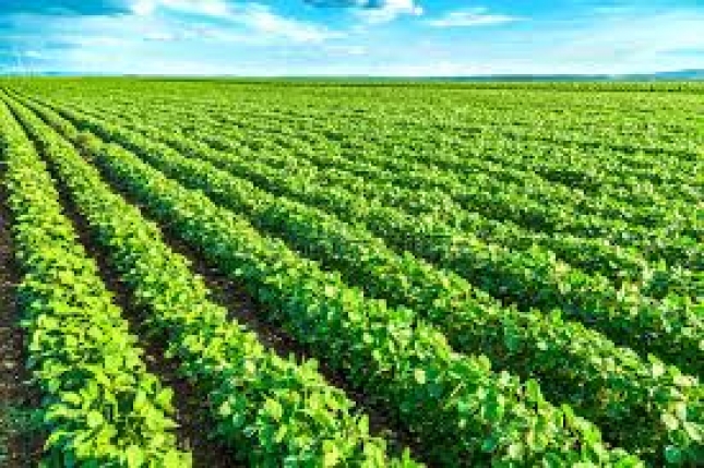 Argentina oficializ la reduccin de 0,5 puntos porcentuales mensuales en el impuesto a la exportacin de la soja y sus derivados
