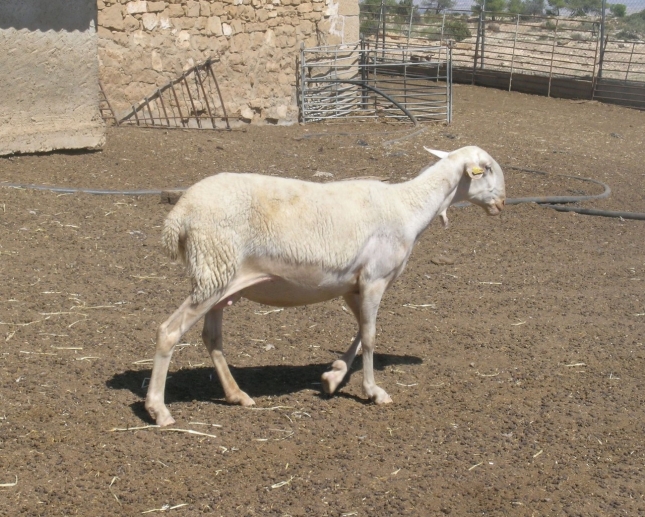 El territorio de las razas (XXXIV): La oveja Maellana que crece en la ribera del Ebro