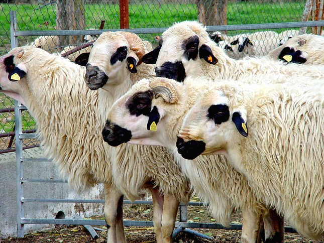 Prueba del sesgo de atencin en ovejas para detectar problemas de bienestar animal