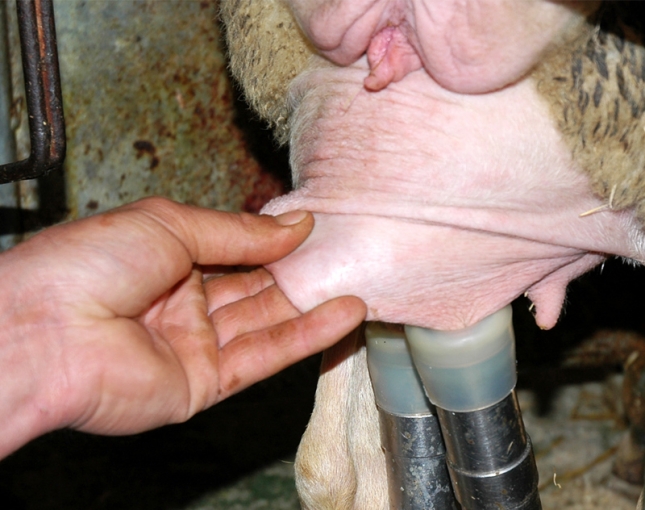 Las grandes industrias elevan un 5% el precio medio ponderado anual de la leche de oveja