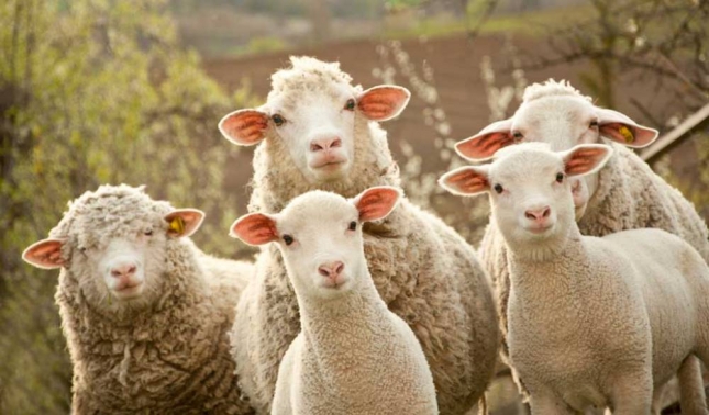 Nueva regulacin para facilitar el uso de subproductos de la industria agroalimentaria en las raciones del ovino y el caprino