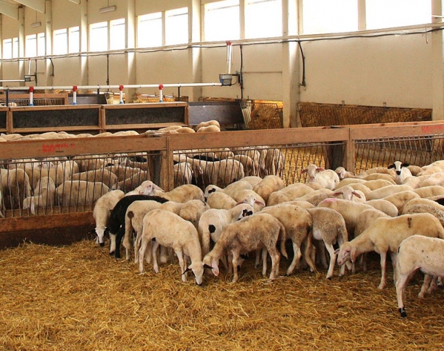 xito de participacin en la XVII Lonja Nacional de Ovino celebrada en Segovia