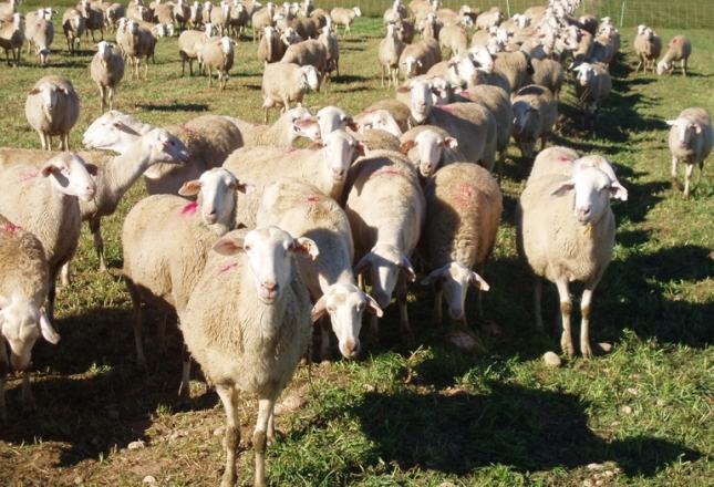Pastores inicia su programa de alta formacin a ganaderos para potenciar la toma de decisiones estratgicas