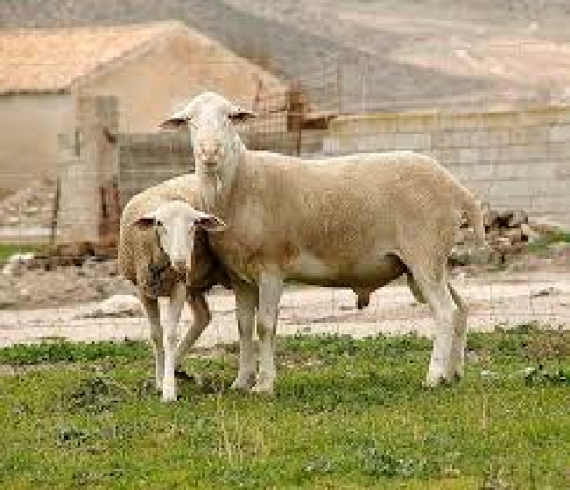 Caravaca (Murcia) acoge la III Feria de Ovino Segure�o y Ganader�a Extensiva