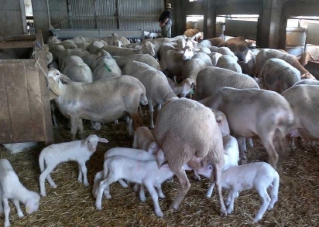 Estudio sobre la ubre de ovejas portadoras del Gen ANGRA Santa Eulalia