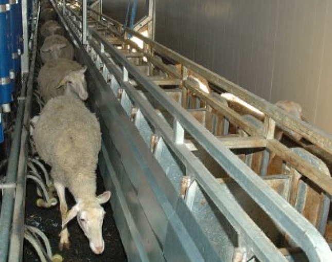 Fuerte aumento de alrededor del 50% en la exportacin espaola de ovinos vivos