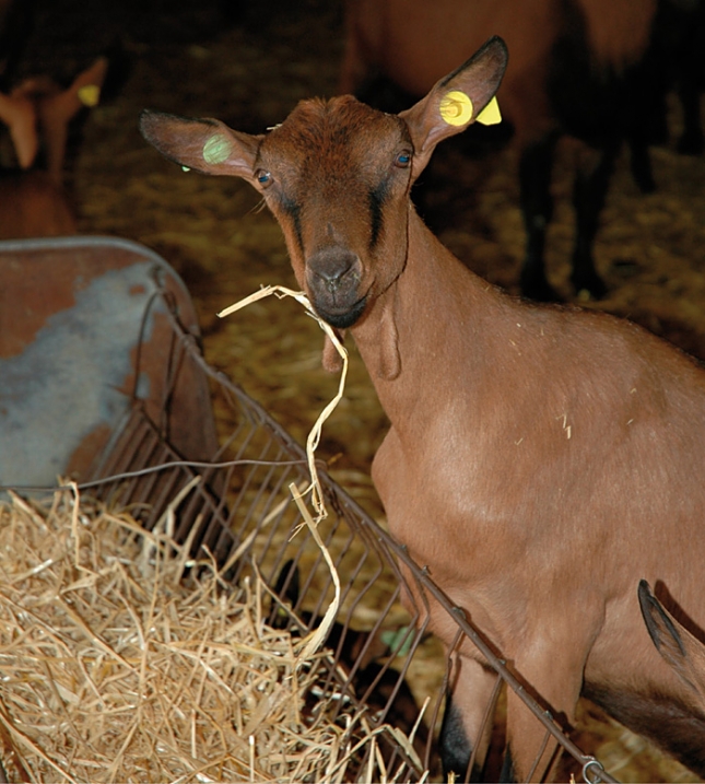 Presencia de Staphyloccus aureus en leche de cabra y en las manos de los ordeadores