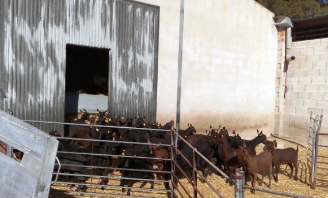 La exportacin de ganado vivo aumenta un 8 % por el puerto de Cartagena