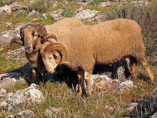 Profesionales vinculados a la raza ovina lojea muestran en unas jornadas las excelencias de esta especie en peligro de extincin.