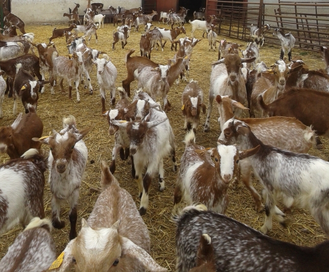 El PP pedir� en el Parlamento andaluz garantizar el precio justo para leche de cabra