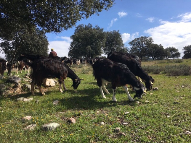 El Gobierno de Castilla-La Mancha y ganaderos de Guadalajara trabajan en mantener los cortafuegos con pastoreo