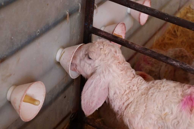 Efectos del estado de destete y la duracin del transporte en estrs de corderos