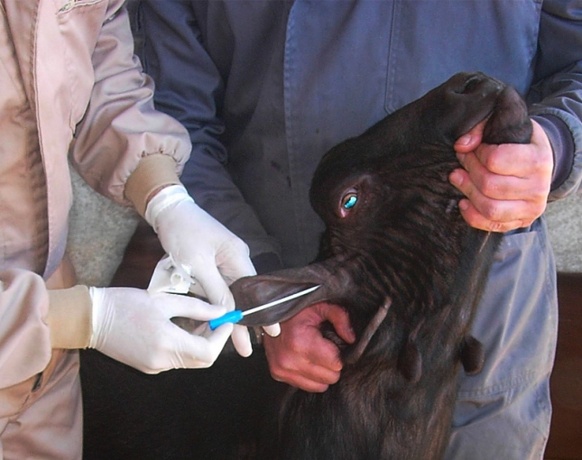 Un grupo de veterinarios de la UCM colaboran en el saneamiento ganadero en el L�bano