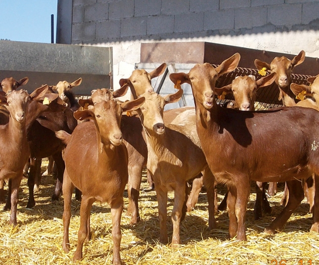 La leche de cabra resiste el incremento de produccin de la primavera y slo sufre ligeros descensos