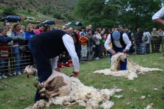 La produccin de lana sube un 0,28 % en Espaa en 2017 con 22.789 toneladas