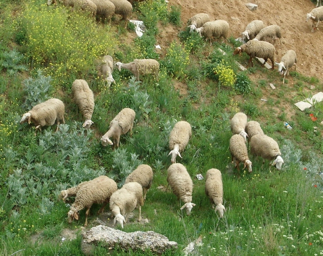 Marruecos y Turqua son el riesgo de la entrada de la peste de los pequeos rumiantes en Europa
