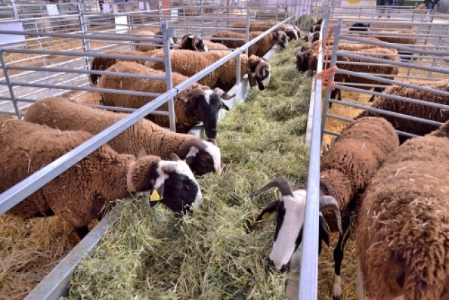 Relacin de la condicin corporal en ganado ovino con los parmetros productivos