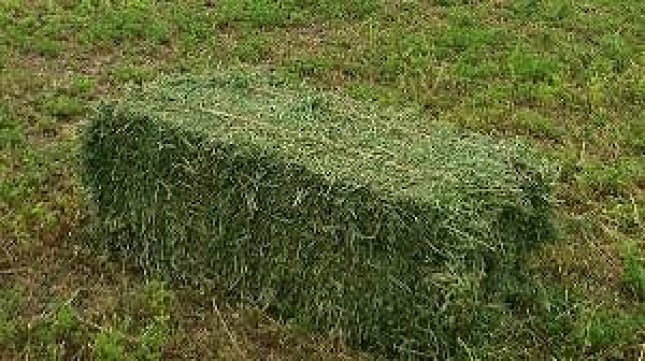 El precio de la alfalfa se dispara hasta un 30% en relaci�n con las cotizaciones del pasado a�o
