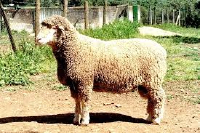Las subastas de ovino en la Feria de Zafra, arrancan maana martes
