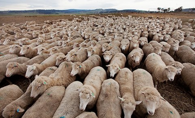 Australia tendr una disminucin del 7% en el sacrificio de corderos en 2019, con 21,2 millones de cabezas.