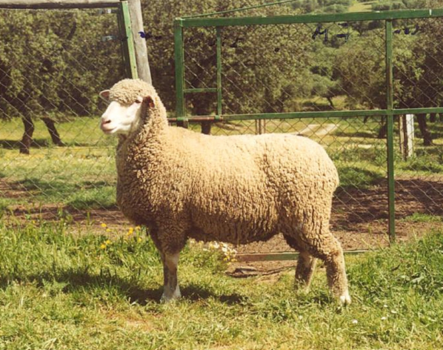 La subasta de Castuera (Badajoz) adjudica todos los animales de raza Merina por casi 47.000 euros