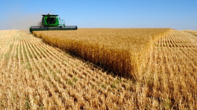 Los precios en los mercados mayoristas de cereales registran bajadas semanales generalizadas