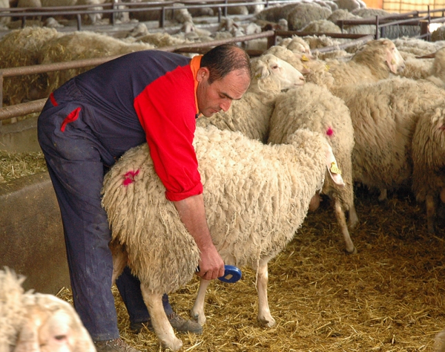 Junta de Castilla y Len invierte un milln de Euros para la identificacin individual de las especies bovina, ovina y caprina