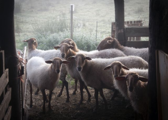 Ofertas de contratos para leche de oveja a 13 pesetas el grado de extracto quesero ponen al rojo el mercado nacional