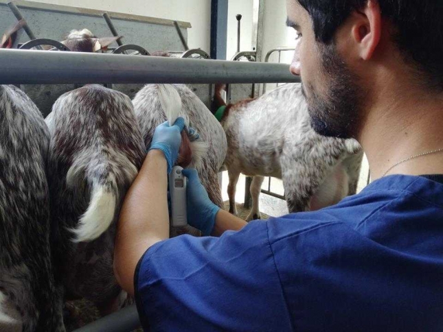 Los precios de la leche de cabra en Espaa bajan ligeramente en julio, excepto en Canarias