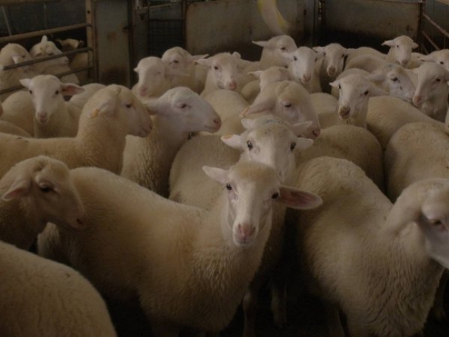 Castilla-La Mancha protagoniza el descenso de produccin de leche de oveja en el primer cuatrimestre