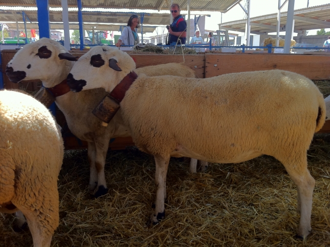 Primer Concurso Nacional de la oveja de raza Xisqueta, en esta edici�n de la Feria de los Monegros