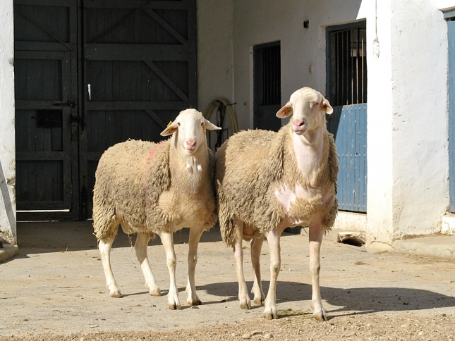 Describen el mecanismo de una protena que incide en inmunidad de las ovejas