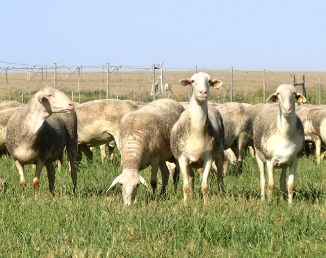Agosto finaliza con un mantenimiento de los precios de la leche de oveja para la DO Queso Manchego