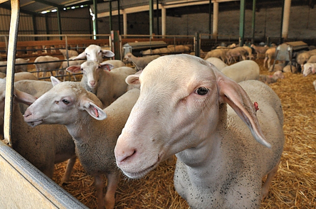 El territorio de las razas (IX): La oveja Lacaune destaca por su adaptacin a grandes granjas