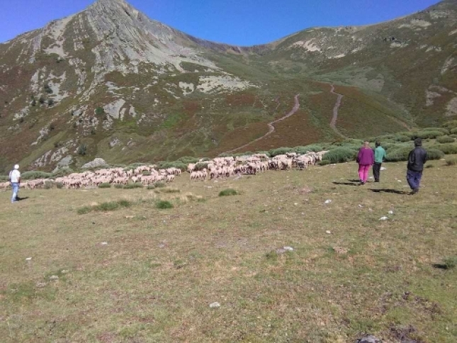 Ms de 4.000 ovejas merinas de Extremadura y Andaluca aprovecharn los pastos de los puertos de Len y Palencia durante el verano