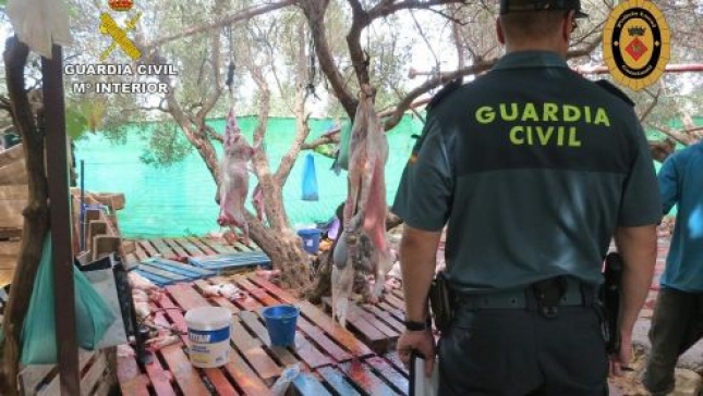 La Guardia Civil desmantela un matadero ilegal de ganado ovino en Tarragona
