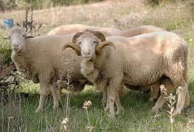 Investigan la mejora gentica de la oveja merina de Grazalema (Cdiz)