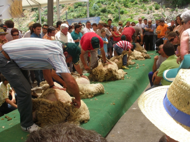 La oveja Loje�a, protagonista del fin de semana que el Parque de las Ciencias dedica a Loja
